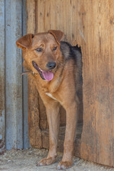 closeup portrait sad homeless abandoned brown dog in shelter