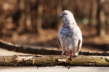 pigeon at city park in spring