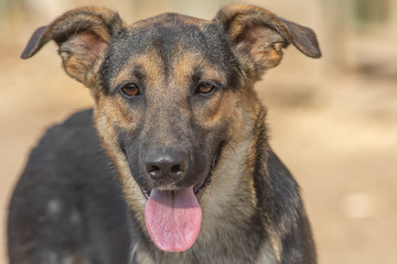 closeup portrait sad homeless abandoned brown dog in shelter