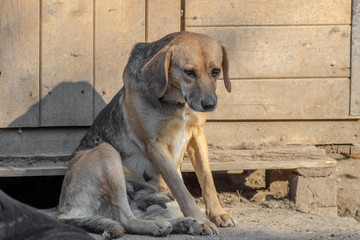 closeup portrait sad homeless abandoned dog in shelter
