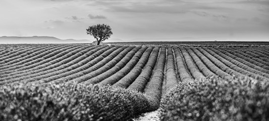 Fototapety  Monochrome lavender fields. Beautiful image of lavender field, artistic abstract process in black and white. Summer sunset landscape, contrasting colors. Dark clouds, dramatic sunset.