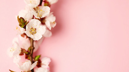 Fototapeta na wymiar Flower blossoming apricot sprigs
