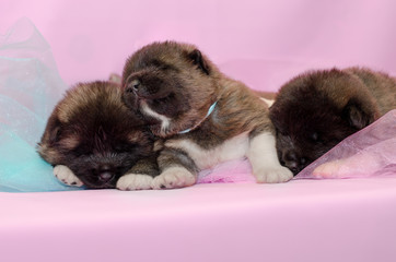 small puppies on a pink background