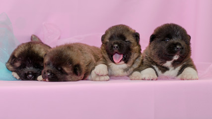 small puppies on a pink background