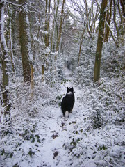 dog walk in winter