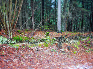 forest in autumn diorama