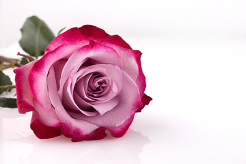 Rose on white background. Copy space. Valentine's day background. Template for card.