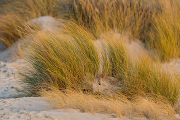 golden grass on sand beach in Helgoland at north sea
