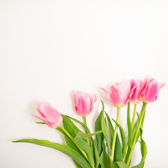 Obraz na płótnie Canvas Tulip. Pinktulips, bouquet of tulips, tulips macro, tulips in bouquet, beautiful tulips, colorful tulips, green tulips petals, tulips on white, isolated tulips on white background.