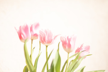 Tulip. Pinktulips, bouquet of tulips, tulips macro, tulips in bouquet, beautiful tulips, colorful tulips, green tulips petals, tulips on white, isolated tulips on white background.
