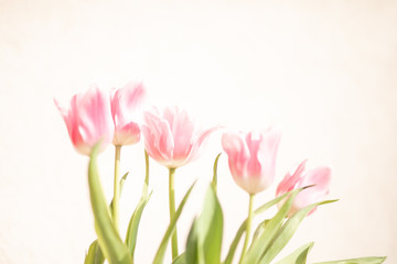 Fototapeta premium Tulip. Pinktulips, bouquet of tulips, tulips macro, tulips in bouquet, beautiful tulips, colorful tulips, green tulips petals, tulips on white, isolated tulips on white background.