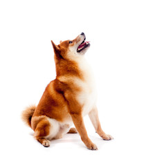 Shiba inu. Dogs are sitting. Red-haired Japanese dog. A happy domestic pet.