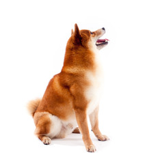 Shiba inu. Dogs are sitting. Red-haired Japanese dog. A happy domestic pet.