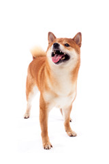 Shiba inu. Dogs are sitting. Red-haired Japanese dog. A happy domestic pet.