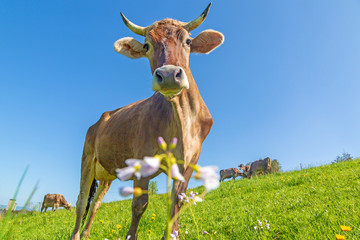 Kuh - Allgäu - Hörner - Blumen - Braunvieh