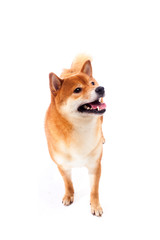Shiba inu. Dogs are sitting. Red-haired Japanese dog. A happy domestic pet.