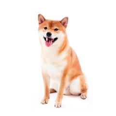 Siba inu. Red dog sits on a white background. Japanese dog smiling