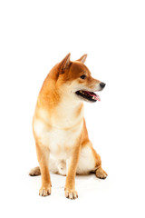 Siba inu. Red dog sits on a white background. Japanese dog smiling