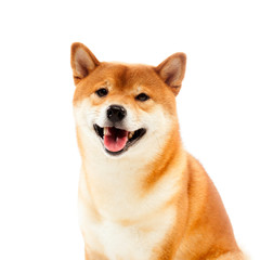 Siba inu. Red dog sits on a white background. Japanese dog smiling