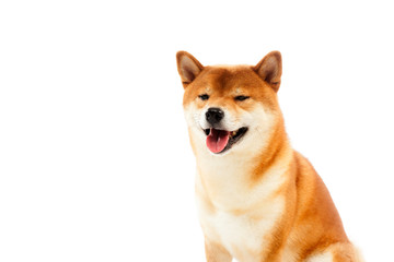 Siba inu. Red dog sits on a white background. Japanese dog smiling