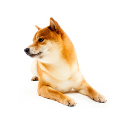 Siba inu. Red dog sits on a white background. Japanese dog smiling
