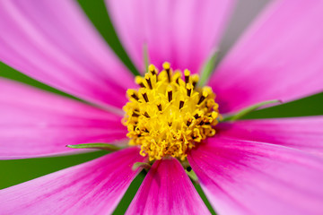 Close up mexican aster or cosmos bipinnatus pink flower blooming on background , top view