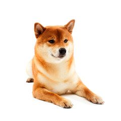Siba inu. Red dog sits on a white background. Japanese dog smiling