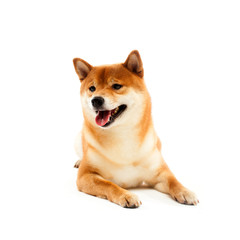 Siba inu. Red dog sits on a white background. Japanese dog smiling