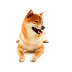 Siba inu. Red dog sits on a white background. Japanese dog smiling