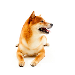 Siba inu. Red dog sits on a white background. Japanese dog smiling
