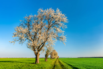 Fototapeta na wymiar Spring Landscape with Cherry Trees in Full Bloom along Farm Track through Green Fields under Blue Sky