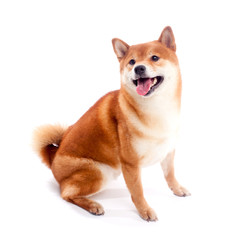 Siba inu. Red dog sits on a white background. Japanese dog smiling
