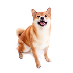 Siba inu. Red dog sits on a white background. Japanese dog smiling