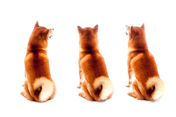 Siba inu. Red dog sits on a white background. Japanese dog smiling