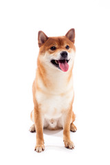 Siba inu. Red dog sits on a white background. Japanese dog smiling