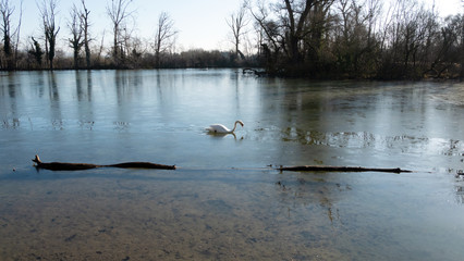Obraz na płótnie Canvas Lone swan in the pond