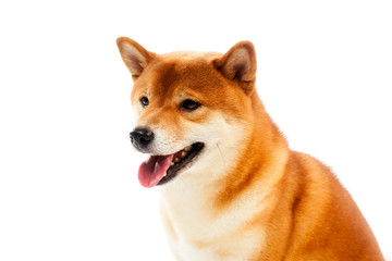 Siba inu. Red dog sits on a white background. Japanese dog smiling