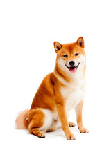 Siba inu. Red dog sits on a white background. Japanese dog smiling