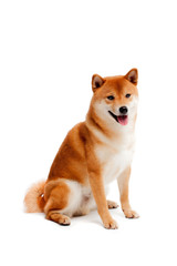 Siba inu. Red dog sits on a white background. Japanese dog smiling