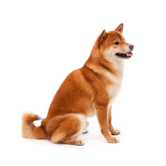 Siba inu. Red dog sits on a white background. Japanese dog smiling