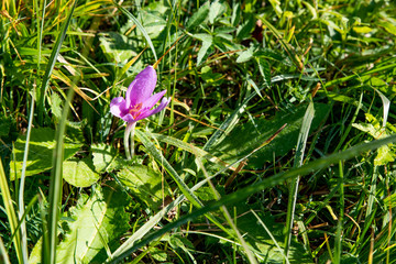 pink flowers in the grass