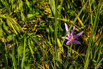 pink flowers in the grass