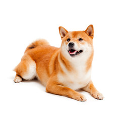 Siba inu. Red dog sits on a white background. Japanese dog smiling