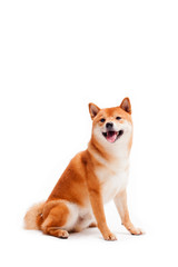 Siba inu. Red dog sits on a white background. Japanese dog smiling