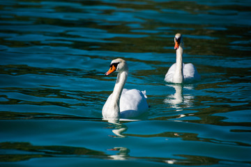 swans on the lake