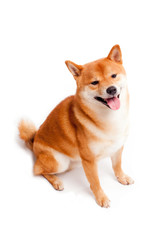 Siba inu. Red dog sits on a white background. Japanese dog smiling