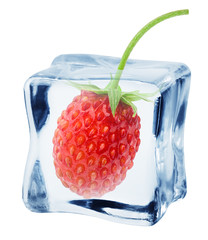 Wild strawberry in ice cube, isolated on white background, clipping path, full depth of field