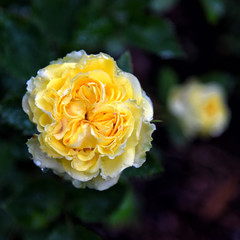 yellow rose in the garden