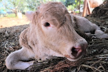 4-day baby cow Tak cows