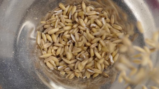 Seeds of oats fall in a metal funnel in slow motion. High angle view.
